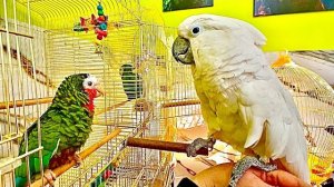 УРА! Наконец-то говорливый Яша нашел себе достойного собеседника в лице УМНОГО Кеши))) Он так рад!!!