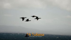 Mr Salama - Hello, How are you (All Language)   (Original Mix 2026) 4K