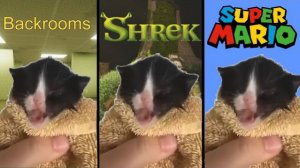 СМЕШНОЙ КОТИК ПОЁТ МУЗЫКУ ИЗ МУЛЬТИКОВ И ИГР! РИНГТОНЫ ТЕЛЕФОНОВ ОТ МЕМНОГО КОТА рЕАКЦИЯ