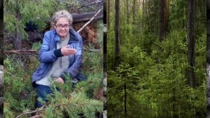 Тайга. Рассказ егеря.