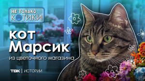 Кот Марсик из цветочного магазина / «Не только котики»