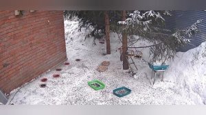 обед у белок