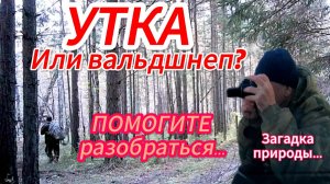 Утка или вальдшнеп
