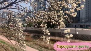 Городские цветы.