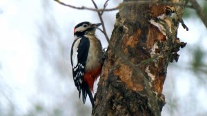 Дикие выходные с Павлом Глазковым. Памятник природы «Саблинский»