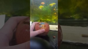 личю яблоко от издивания