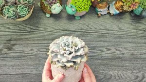 Пересадка Эхеверии Криспат Бьюти. Поболтушки про отпуск.