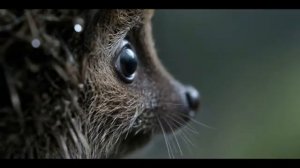 Ёжик в тумане.(metal cover )mp4