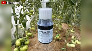 ЭТО УБЬЕТ ФИТОФТОРУ МГНОВЕННО