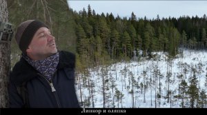 История, записанная фотоловушками зимой: звериная тропа между скалами и болотом