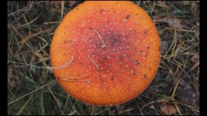 2020.09.13 Тарасовское, Лужки, Рябово, Каменка, Кириловское.mp4