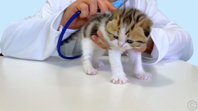 Настя и папа целый день покупают новую одежду для Наст