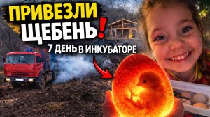 #49 НАЧАЛИ СТРОИТЬ КУРЯТНИК/КАМАЗ ЩЕБНЯ И 7 ДЕНЬ ИНКУБАЦИИ