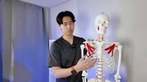 Эти упражнения не дадут мозгу стареть | 2 мышцы, усиливающие кровоснабжение мозга