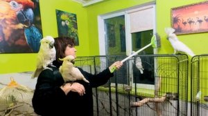 Кеша, Кира и Жорик помогают как могут мне УКРОЩАТЬ СТРОПТИВОГО Тайсона, без них я бы не справилась((