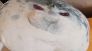 разговор о туленчике