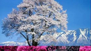 Antonio Vivaldi ВЕСНА из цикла ВРЕМЕНА ГОДА