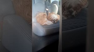 Безопасность🐶😊