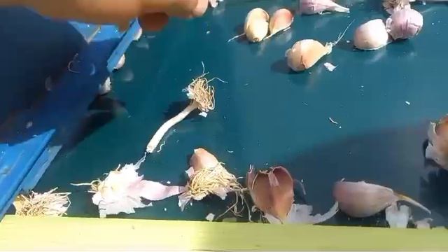 Линия дробления чеснока ТМЗ РЕСУРС.