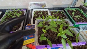 ОБЗОР РАССАДЫ. ОВОЩИ-ЦВЕТОЧКИ. 
14.03.2026 #обзор #рассада #деревня #огород