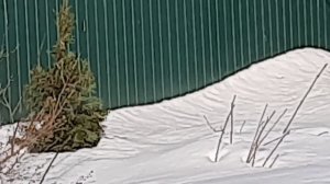 Как дела на участке, прикрыла тую от солнца.