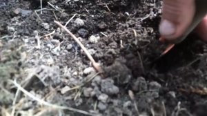 АКТИВНАЯ МУЛЬЧА КАК ПОВЫСИТЬ ПЛОДОРОДИЕ часть3