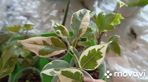 14 марта купила семена.Посадила баклажаны,огурцы.