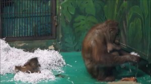 Пока доченька отдыхает Мишель занимается хозяйством 10.03.2026