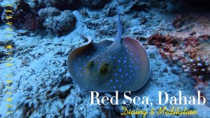 Подводный мир Красного моря | Meditation diving | Dahab, Egypt