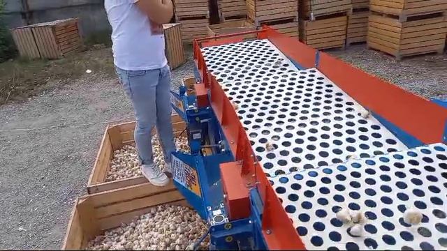 Линия вторичной очистки чеснока ТМЗ РЕСУРС.