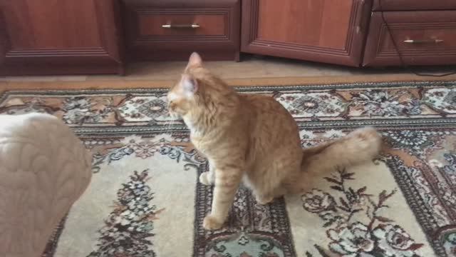 Мурыш здесь, а эксперимент готовится.