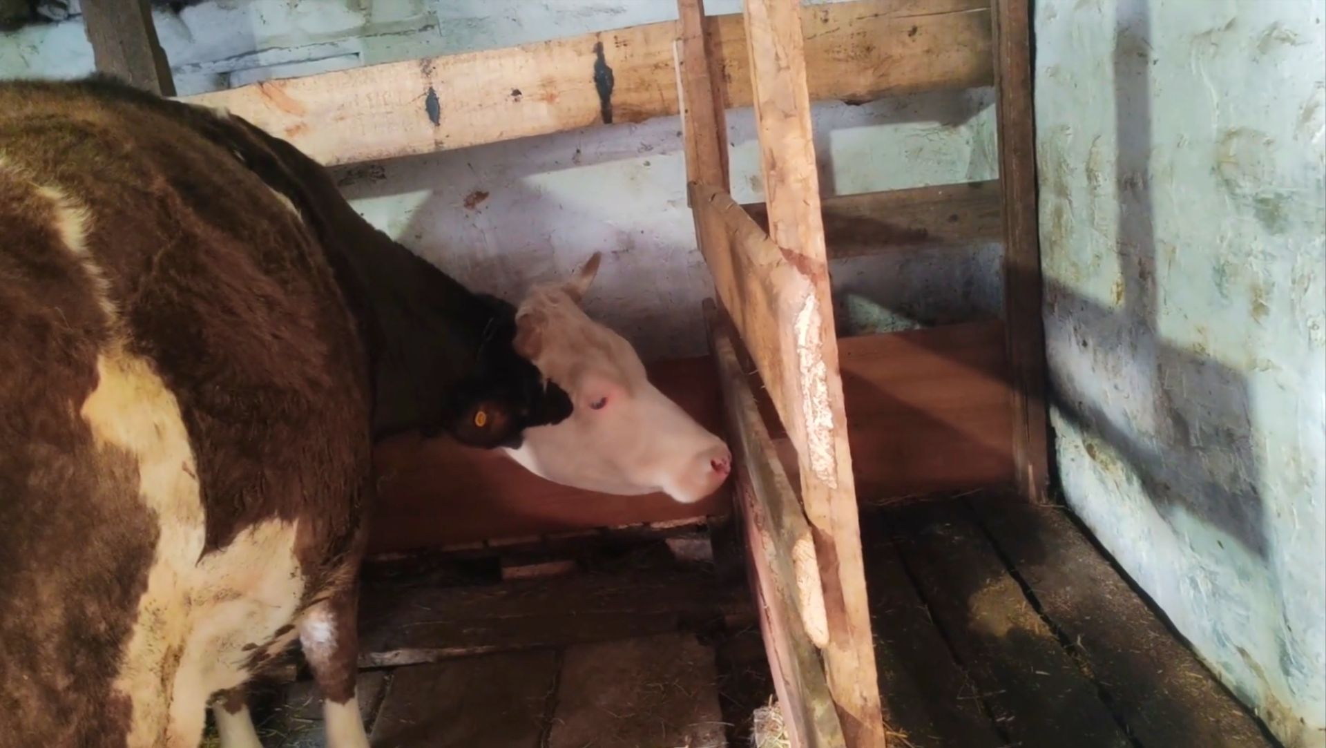 Зорька приболела. Расстроена нужен совет.. смотреть онлайн