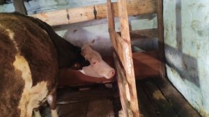 Зорька приболела. Расстроена нужен совет..