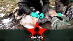 Как кинологи Росгвардии оказывают первую помощь служебным собакам | «Смотр»