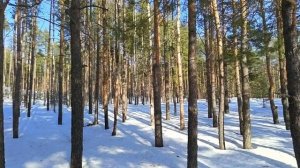 Природа. В зимний лес пришла весна