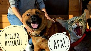 Треугольный кот приехал, хорошее настроение привёз! У Пса Кубика лучшая суббота на этой неделе!