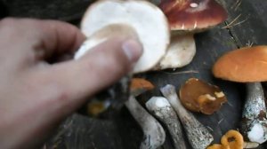 Сбор грибов 2017 Отчёты сезона 2017 года грибная охота