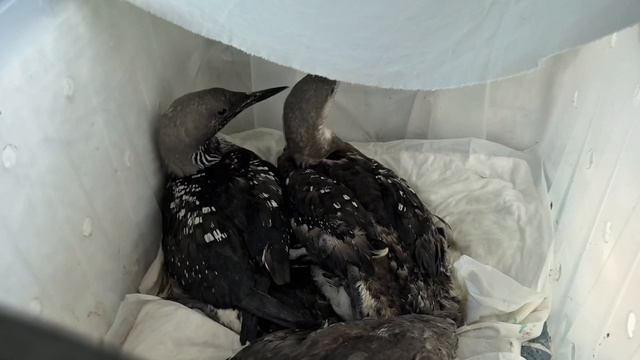 Интервью с Екатериной Рачинской смотреть онлайн