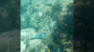 Мои любимцы и любимицы! Волшебный мир! Park Regency Sharm El Sheikh Resort!