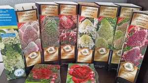 Как сохранить посадочный материал до высадки в грунт.Пополнила свои коллекции.14.03.2026