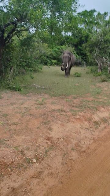 Слон Шри-Ланка сафари шриланка фруктымира путешествия животные слоны слон дикиеживотные