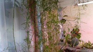 Юбочка в горошек всё цветет и цветет 😍🙏красавица нежная 
#глоксиния