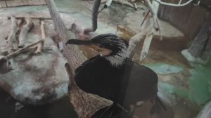 Большой баклан. Баклан завтракает рыбой. Московский зоопарк