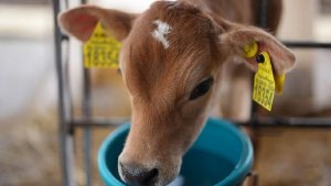 Лукашенко пригрозил министру отправкой в штурмовики из-за телят