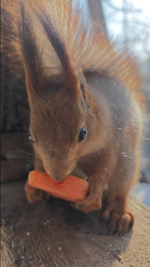 Белка ест морковку
