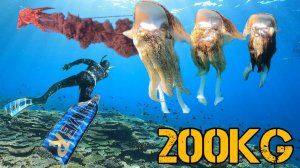 Общий вес более 200 кг! Гигантский кальмар высшего сорта