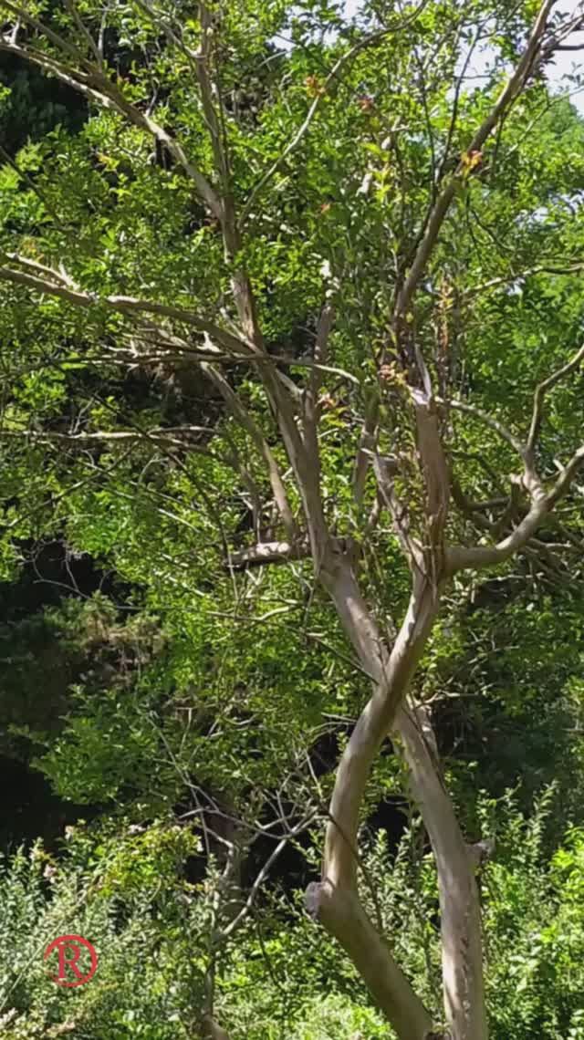 Как поют цикады? Слушаем и смотрим лето!