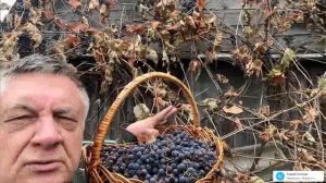 Самый народный сорт винограда!