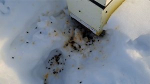 Первые очистительные облёты состоялись