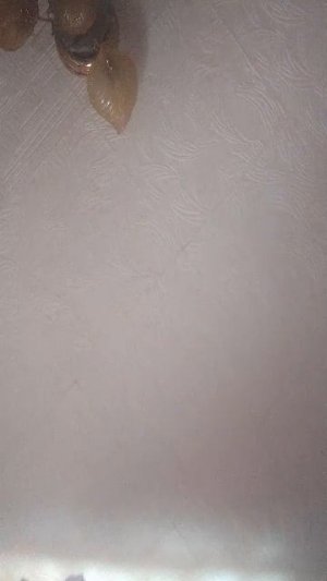 выращиваем кристаллики